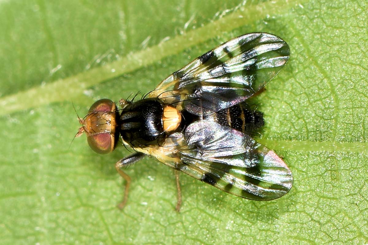 Mosca delle ciliegie?  Sì,  Rhagoletis cerasi (Tephritidae)